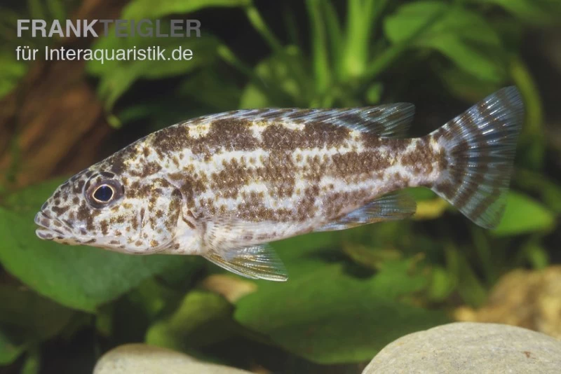 Vielfleckmaulbrüter, Nimbochromis Polystigma, Ca. 4 Cm – Bild 2