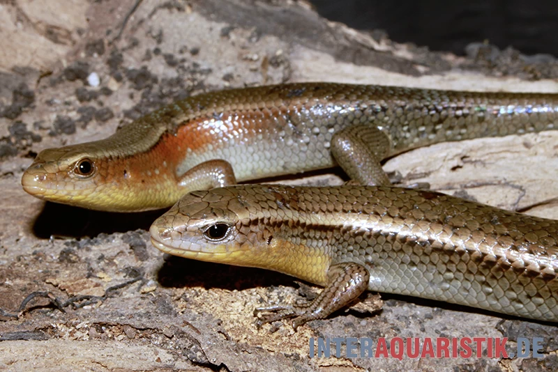 Vielstreifenmabuye, Mabuya Multifasciata – Bild 2