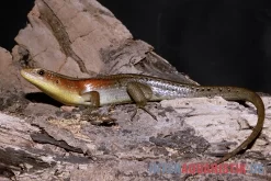 Vielstreifenmabuye, Mabuya Multifasciata