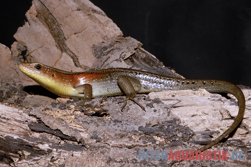 Vielstreifenmabuye, Mabuya Multifasciata