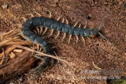 Viridis-Hundertfüßer, Scolopendra Viridis