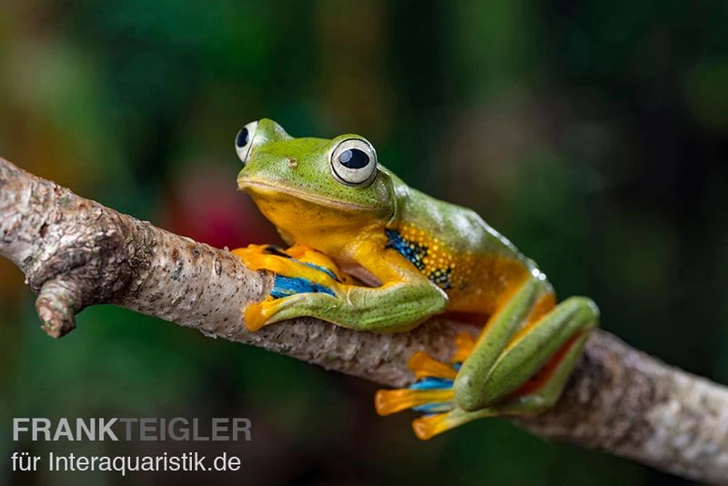 Wallace-Flugfrosch, Rhacophorus Nigropalmatus