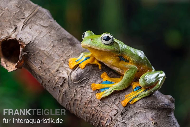 Wallace-Flugfrosch, Rhacophorus Nigropalmatus – Bild 2