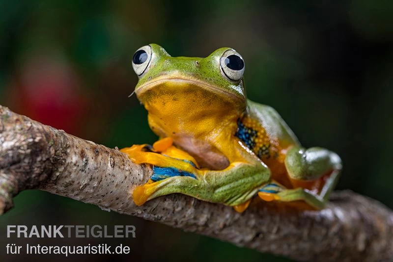 Wallace-Flugfrosch, Rhacophorus Nigropalmatus – Bild 3