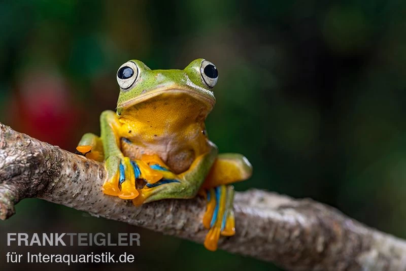 Wallace-Flugfrosch, Rhacophorus Nigropalmatus – Bild 4