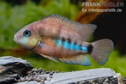 Weinrotflossiger Buntbarsch, Cryptoheros Cutteri