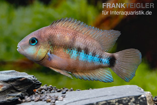 Weinrotflossiger Buntbarsch, Cryptoheros Cutteri