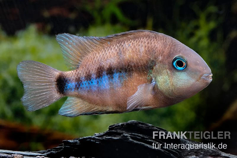 Weinrotflossiger Buntbarsch, Cryptoheros Cutteri – Bild 2