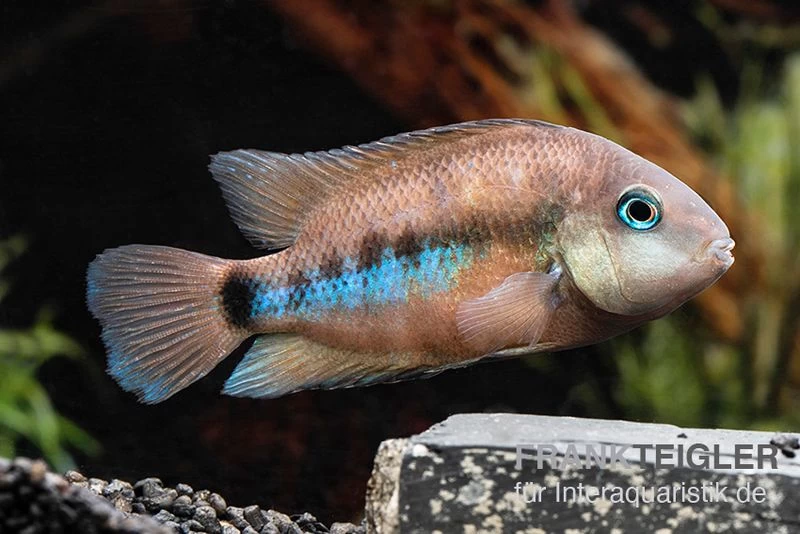 Weinrotflossiger Buntbarsch, Cryptoheros Cutteri – Bild 3