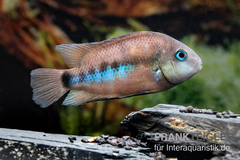 Weinrotflossiger Buntbarsch, Cryptoheros Cutteri – Bild 4