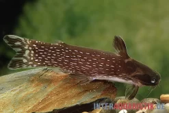 Weißpunkt-Trugdornwels, Tatia Intermedia