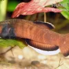 Weißsaum-Zwergkampffisch, Betta Albimarginata
