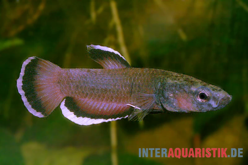 Weißsaum-Zwergkampffisch "Malinau", Betta Albimarginata "Malinau", Paarweise – Bild 2