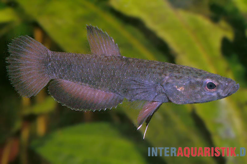 Weißsaum-Zwergkampffisch "Malinau", Betta Albimarginata "Malinau", Paarweise – Bild 3