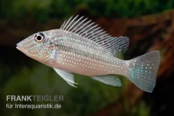 Weisstüpfel-Erdfresser, Satanoperca Leucosticta