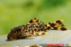 Wels L91 Orangesaum-Rüsselzahnwels, Leporacanthicus Triactis