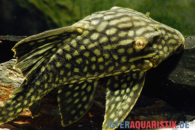 Wels L 330 Panaque Spec – Bild 2