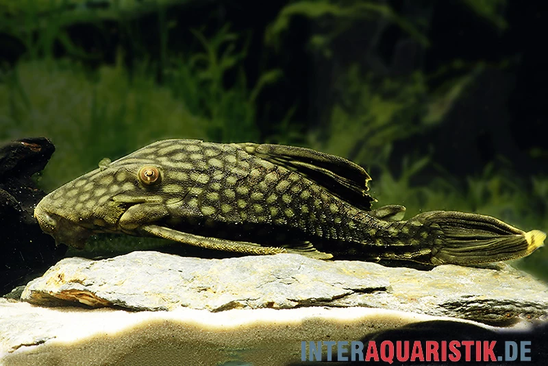 Wels L 330 Panaque Spec – Bild 3