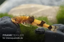 Wespenwels, Akysis Vespa