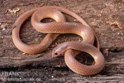 Westafrikanische Schnabelnasennatter, Rhamphiophis Oxyrhynchus