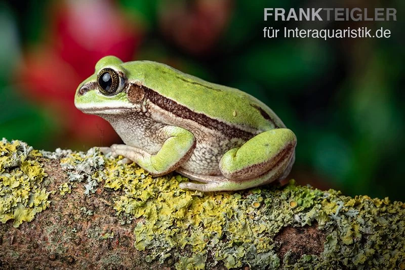 Westkamerun-Waldfrosch, Leptopelis Nordequatoriali – Bild 2