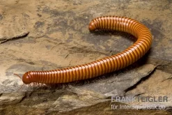 Wüsten-Tausendfüßer, Orthoporus Ornatus