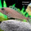 Sandcichlide Kekese, Xenotilapia Ochrogenys Kekese