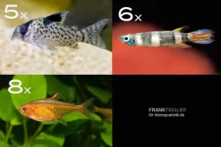 Zierfisch-Sortiment Einsteiger Für 60 Cm