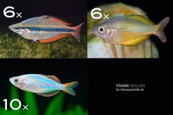 Zierfisch-Sortiment Regenbogenfische Für 120 Cm