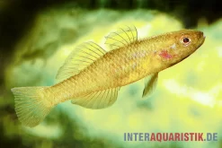 Zitronengrundel, Mugilogobius Rexi (Minifisch)