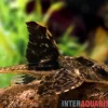Zügelstrich-Hexenwels, Loricaria Sp. Rio Atabapo