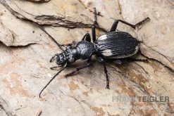 Zweifleck-Laufkäfer, Anthia Omoplata
