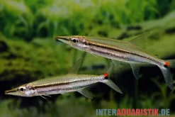 Zweistreifen Hundssalmler, Acestrorhynchus Isalinae