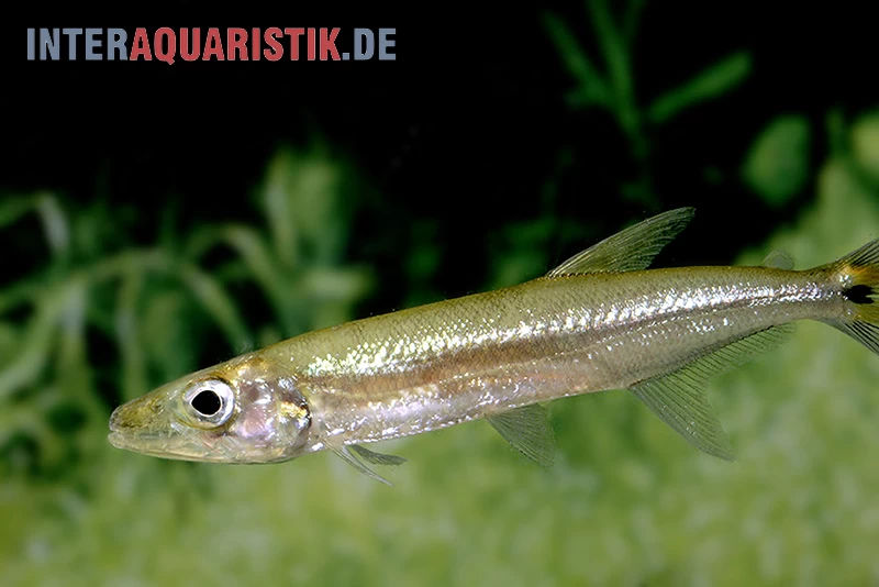 Zwerg-Barracuda-Salmler, Acestrorhynchus Cf. Minimus