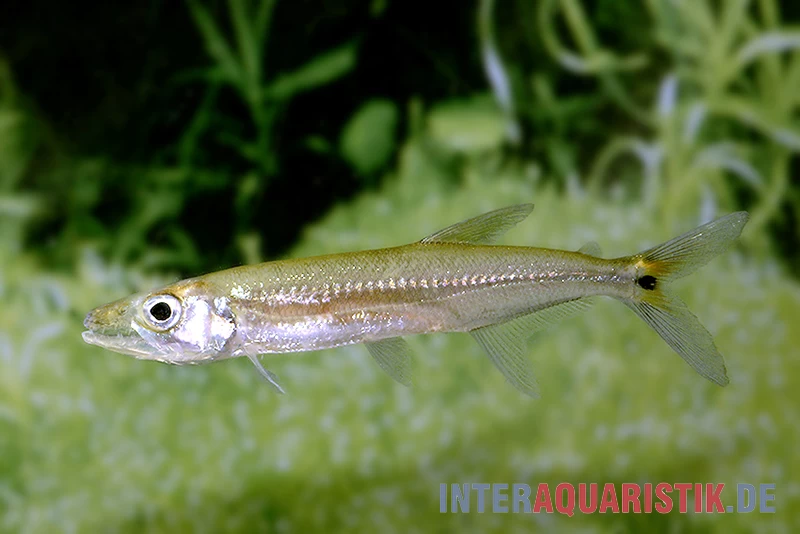 Zwerg-Barracuda-Salmler, Acestrorhynchus Cf. Minimus – Bild 2