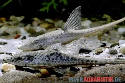 Zwergstörwels, Sturisomatichthys Leightoni