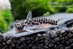 Zwergtrugdornwels, Centromochlus Perugiae