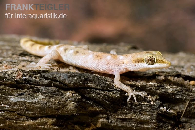 Zwergwüstengecko, Tropiocolotes Steudneri – Bild 3