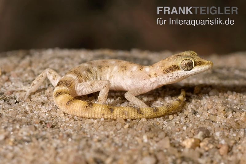 Zwergwüstengecko, Tropiocolotes Steudneri – Bild 2