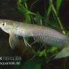 Arowana, Osteoglossum Bicirrhosum