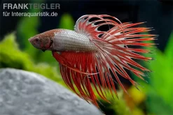 Crown Tail Kampffisch Red Dragon, Männchen, Betta Splendens
