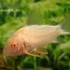 Sterbas Panzerwels, Gold, Corydoras Sterbai, Gold