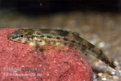 Tweedies Prachtflossensauger, Homaloptera Tweedei