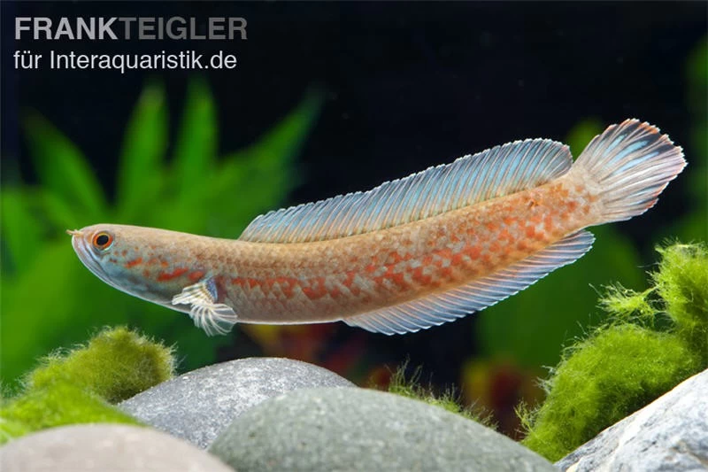 Neonblauer Zwergschlangenkopf, Channa Andrao – Bild 2
