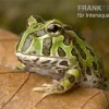 Pacman-Frog, Schmuckhornfrosch, Ceratophrys Cranwelli